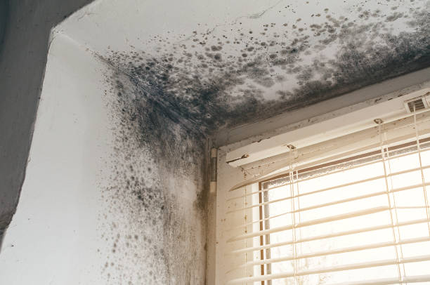 Affordable Attic Mold Remediation solutions in Sherborn, MA